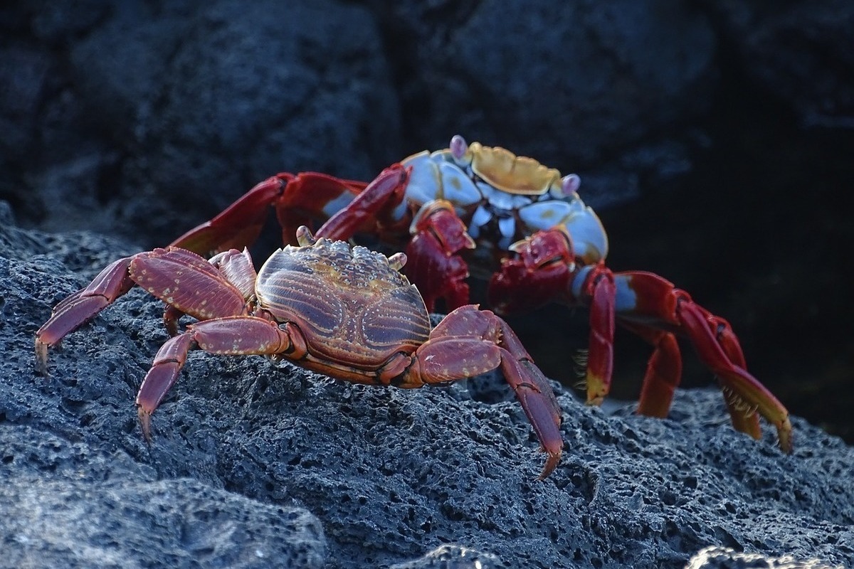 The cause of the mass crab death in the Bering Sea has been named