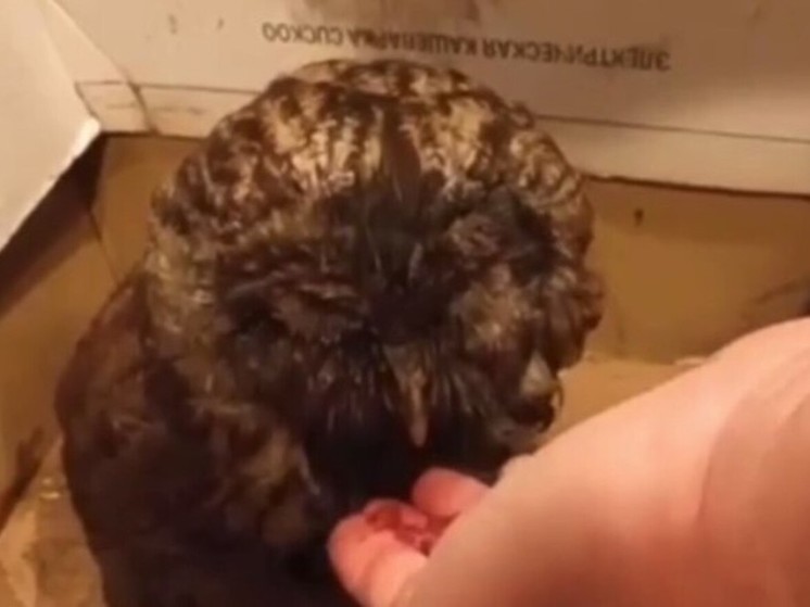 Жители Подмосковья вытащили сову из дымовой трубы