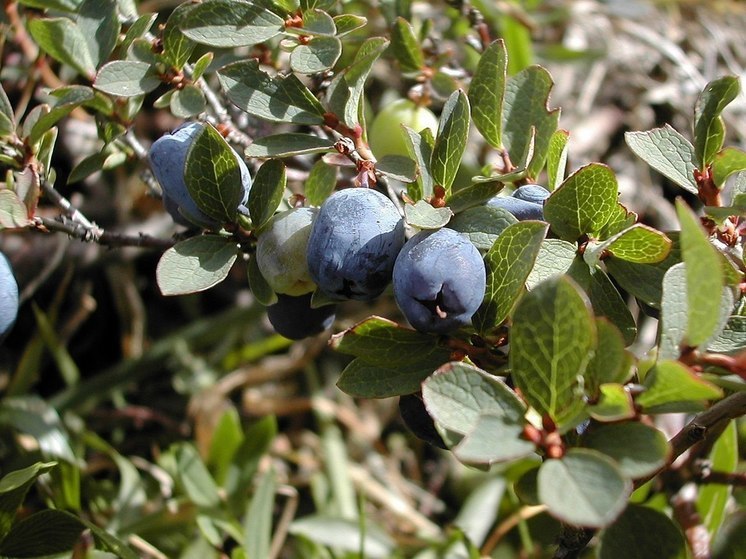 Голубику, малину и вишню чаще других ягод ввозят в Псковскую область