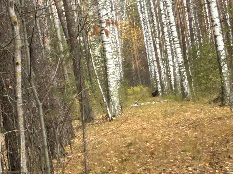 В окрестностях Кузнецка Пензенской области заметили медведя