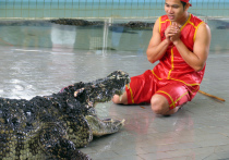 В Малайзии охотники начали отстрел крокодилов в местах, где зафиксированы частые нападения на людей