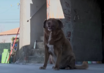 Портал Книги рекордов Гиннесса сообщил о кончине пса Боби, который дожил до 31 года и считался самой старой когда-либо жившей собакой