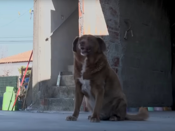 Скончался самый старый пес в мире 31-летний Боби