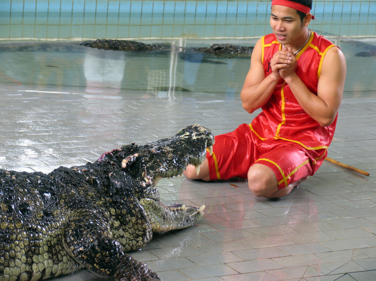 The Star: в Малайзии начали уничтожать крокодилов из-за нападений на людей