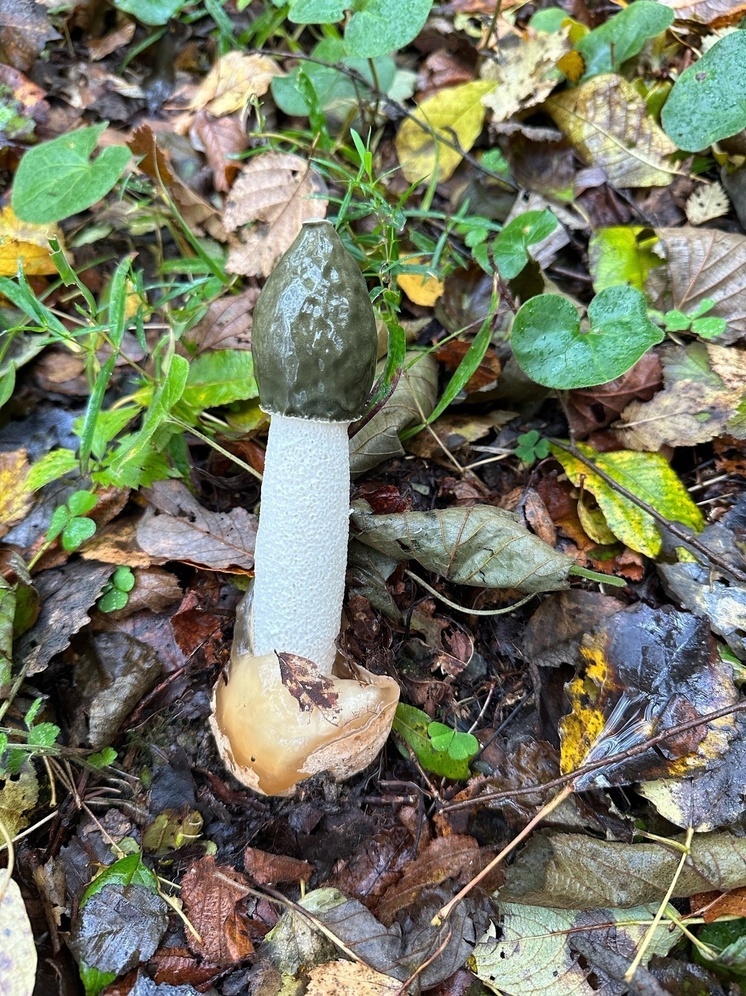Необычный гриб «выскочку» нашли в Псковской области