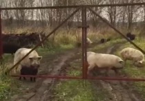 Стадо беспризорных свиней устроило террор и начало захватывать участки людей в деревне Шатово под городом Серпухов в Московской области