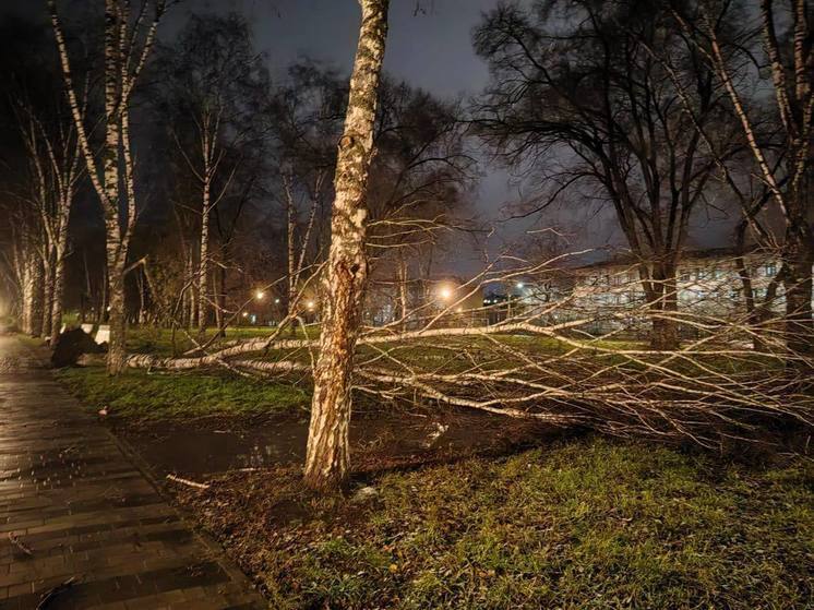 Мощный ветер повалил деревья в Новокузнецке