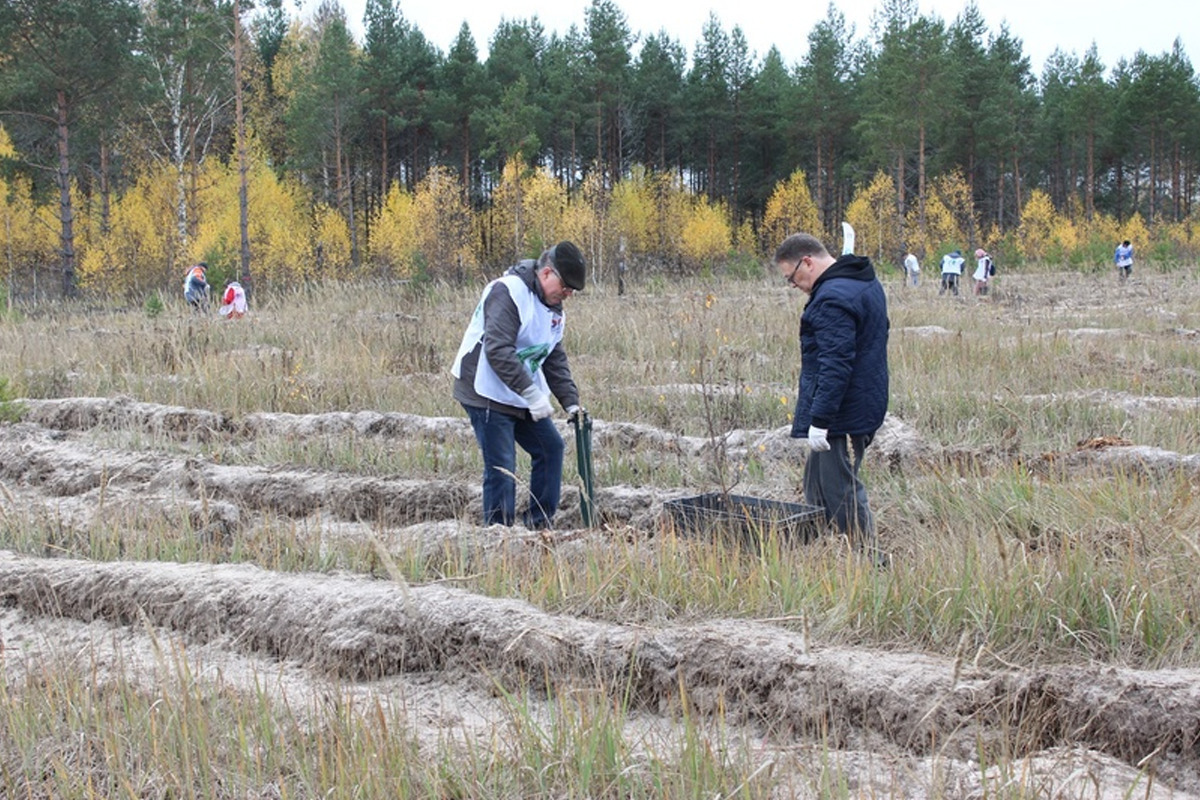 Сотрудники «Т Плюс» высадили в Ивановской области более 42 000 саженцев сосны