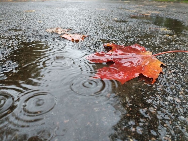Дождь, гололедица и тепло до +4 градусов: какая погода ждет Петербург 24 октября