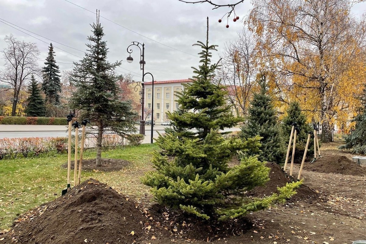 Где Купить Деревья В Тюмени