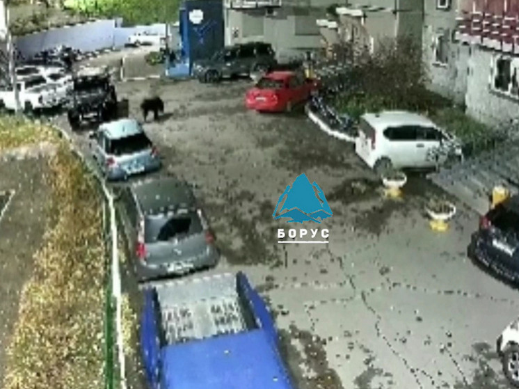 В Красноярске ввели режим угрозы ЧС из-за медведя
