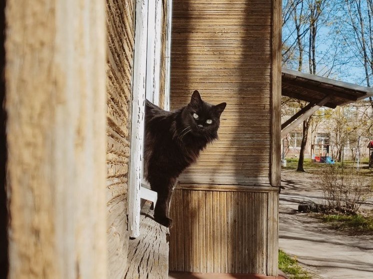 Черная кошка и разбитая посуда: петербуржцы назвали «действенные» приметы