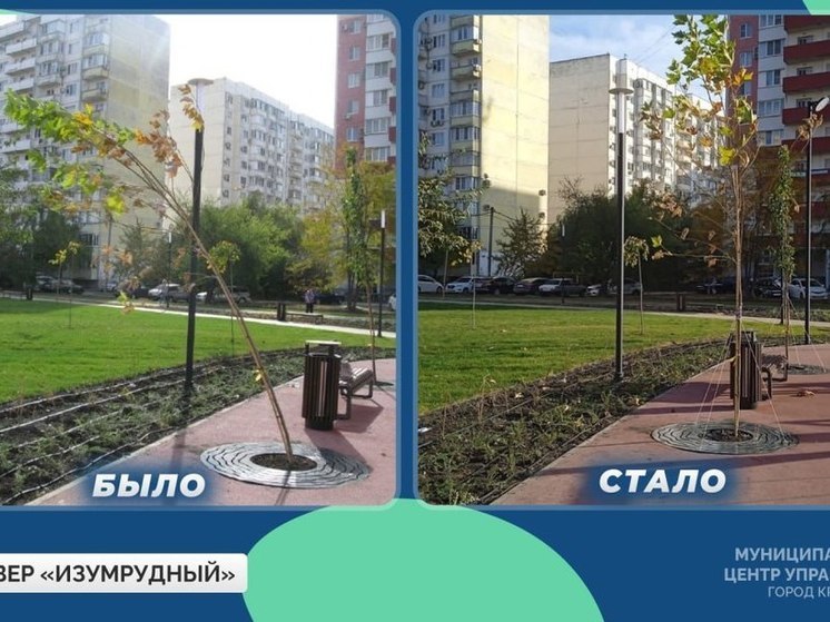В МЦУ Краснодара объяснили причину наклонения деревьев в сквере «Изумрудный»
