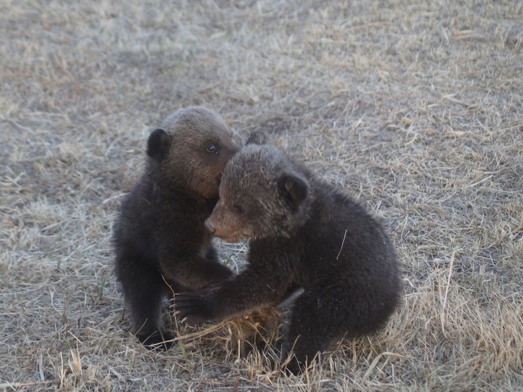 «Все убегали»: эксперт назвала основные ошибки красноярцев при встрече с медведями