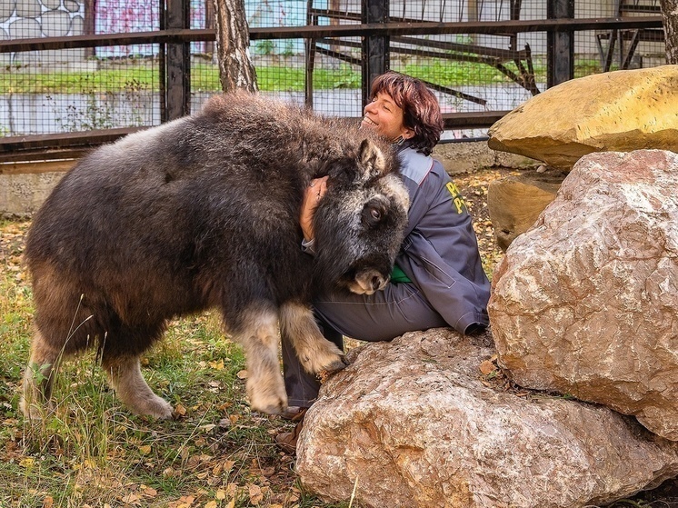 В красноярском зоопарке отметят полгода с момента спасения овцебыка Аланы