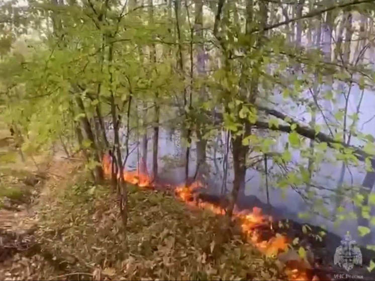 В Северском районе ликвидировали лесной пожар