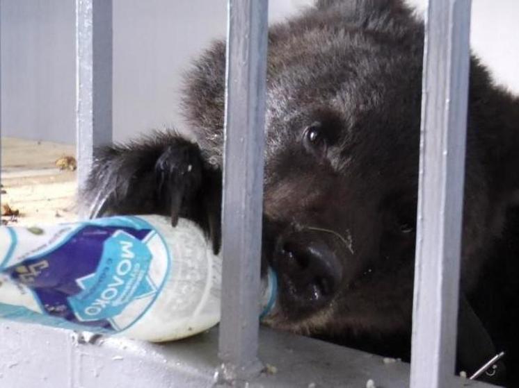 Жители Рязанской области собирают продукты для медведя из нацпарка «Мещёрский»