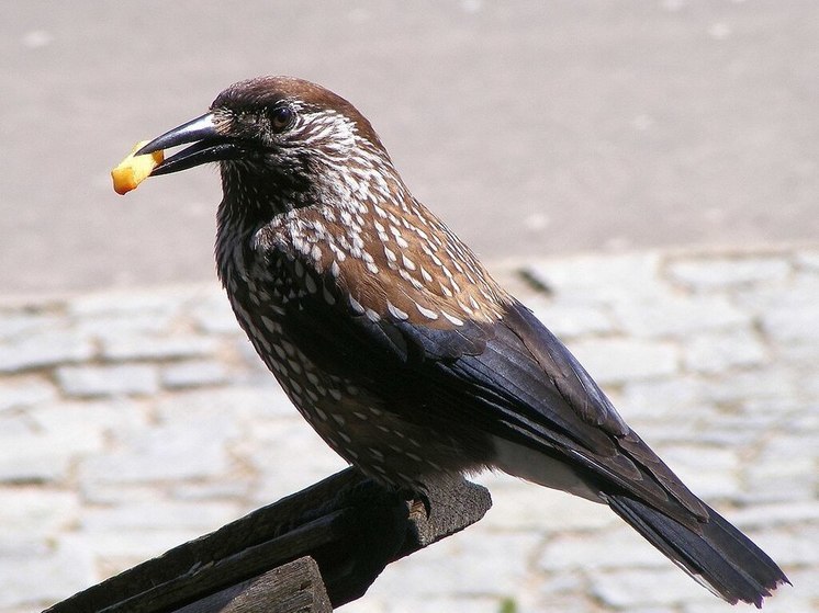 К зиме в Подмосковье готовится краснокнижная кедровка