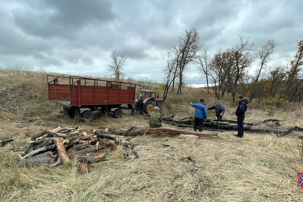 Под Волгоградом задержали троих мужчин за вырубку 30 дубов