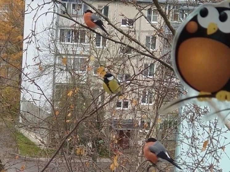 В Ярославской области заметили снегирей