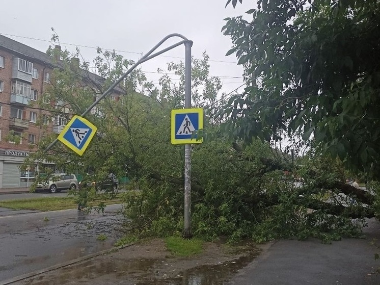 В Ярославле посчитали деревья, которые предстоит вырубить из-за их аварийного состояния