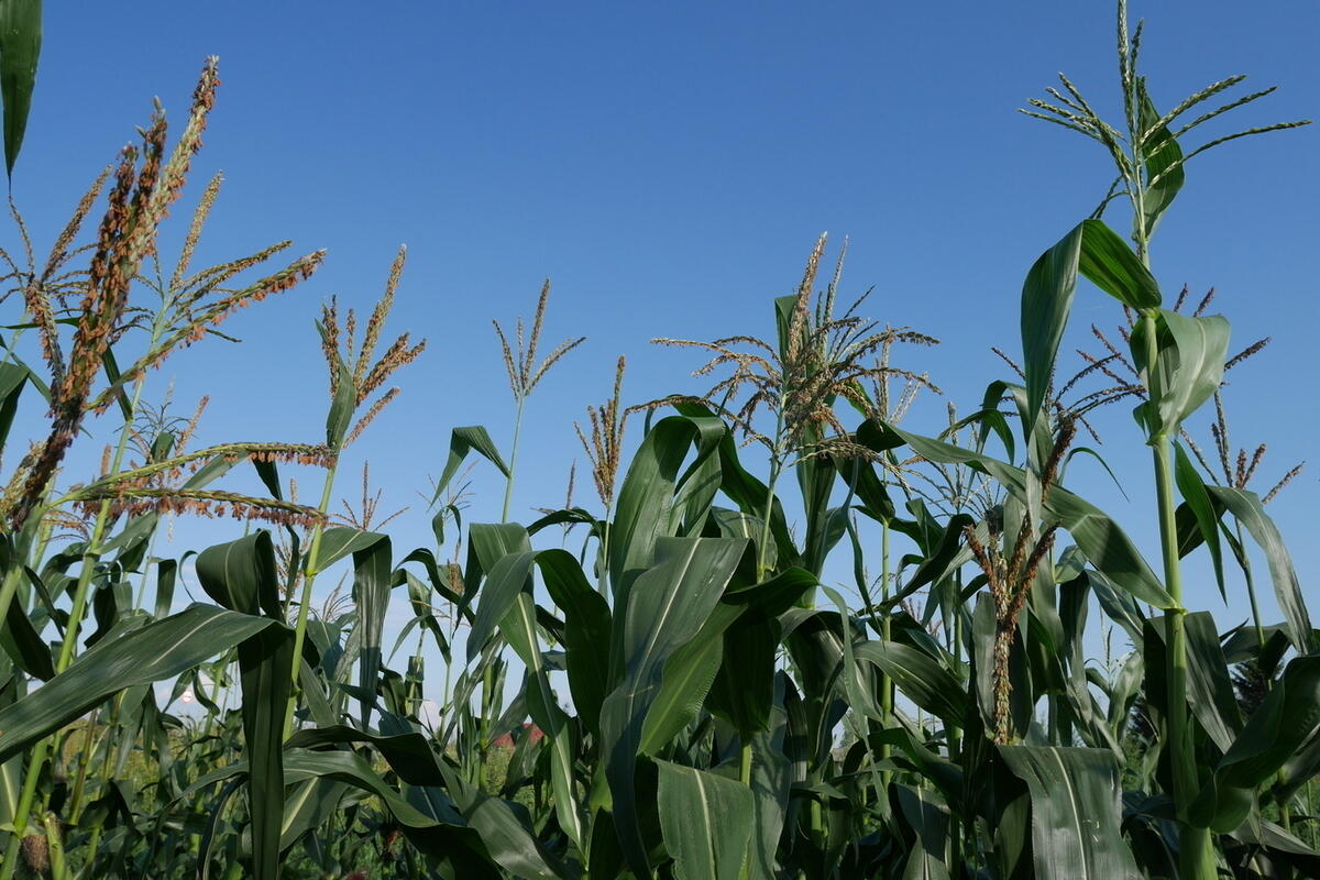 Идём правее на солнце вдоль рядов кукурузы. Кукуруза окружающий мир. Идем кукуруза. Книга на солнце вдоль рядов кукурузы. На солнце вдоль рядов кукурузы.