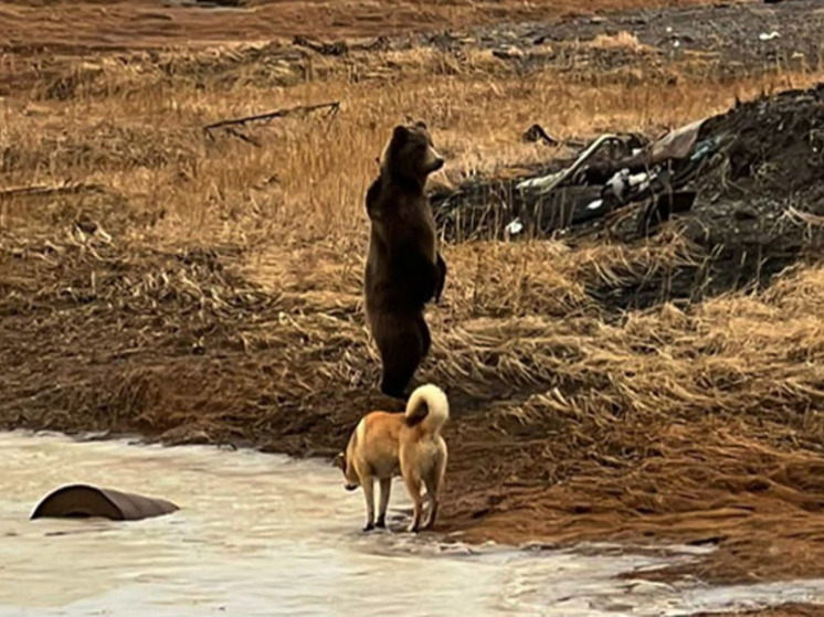 Бурого медведя отогнали охотинспекторы от поселка Угольные Копи