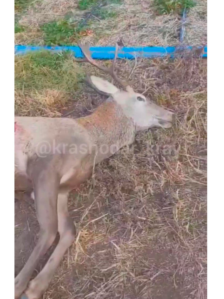 Полицейские проверят обстоятельства гибели оленя в Кореновском районе
