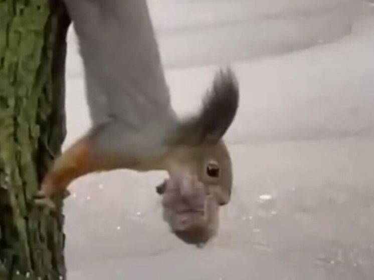 В Подмосковном парке местные жители заметили необычную белку