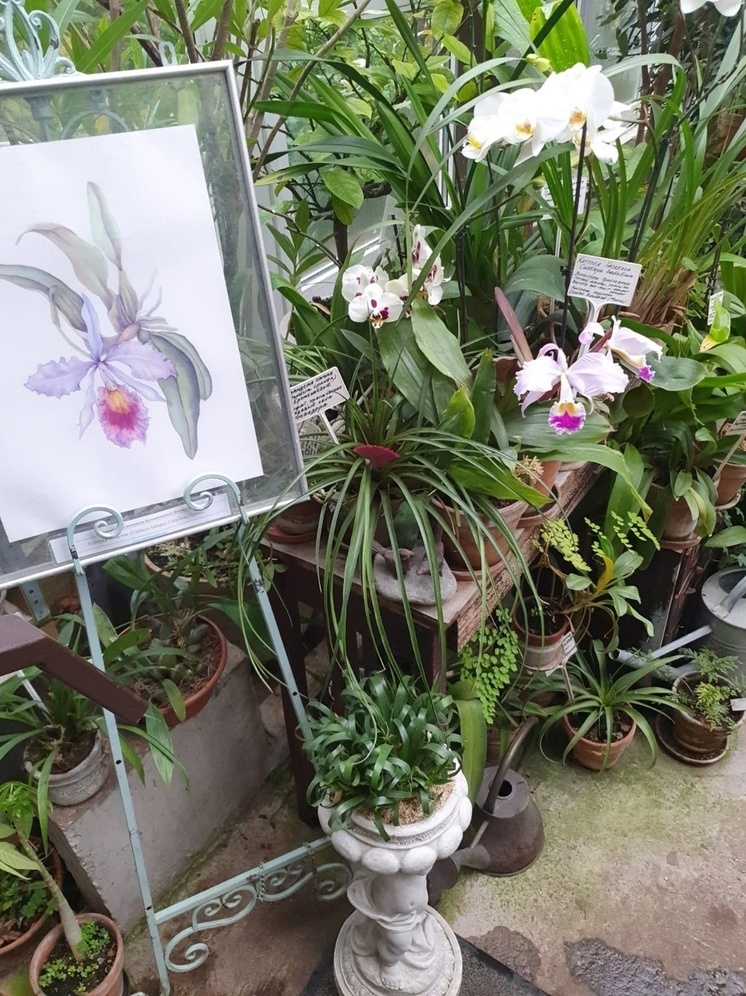 В Тверском ботаническом саду зацвела «королева орхидей»