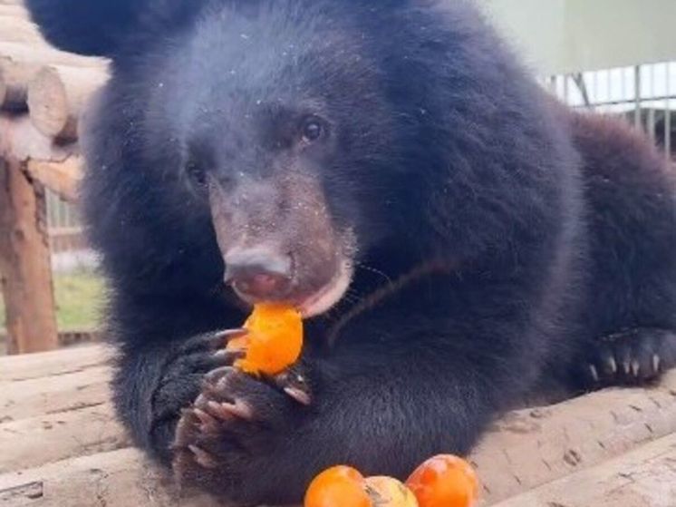 Медведи в Подмосковье полюбили хурму