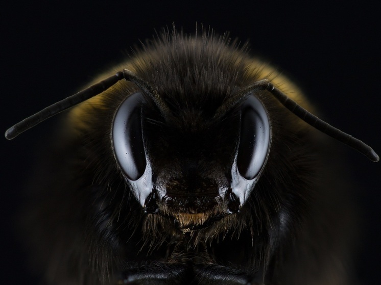 Специалисты выяснили, как и почему шершень ужалил рабочего в Карелии