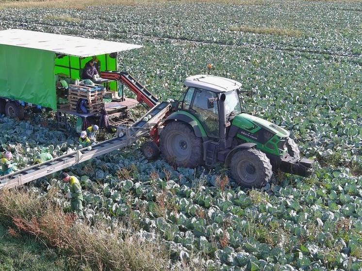 Почти 70 тысяч тонн капусты собрали с полей в Подмосковье