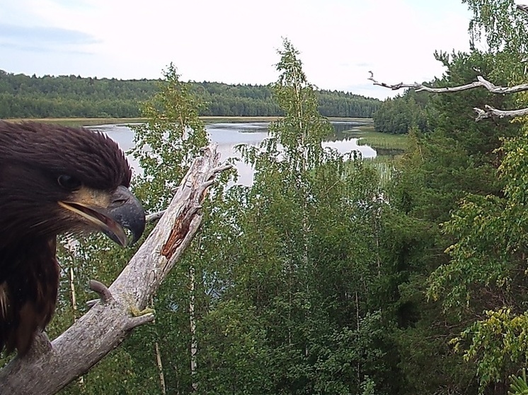 Орел и ворона попали в объектив камеры в Карелии