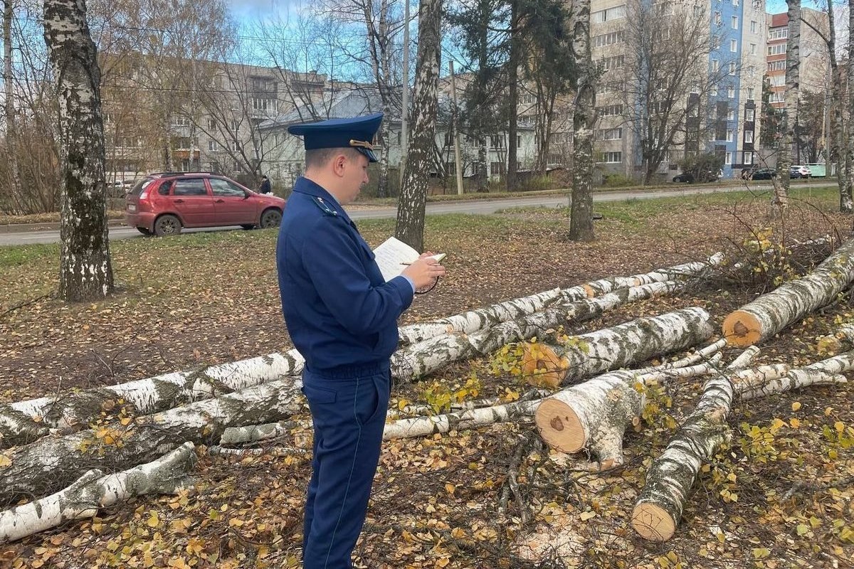 В Ярославле прокуратура проверит законность вырубки березовой рощи - МК  Ярославль