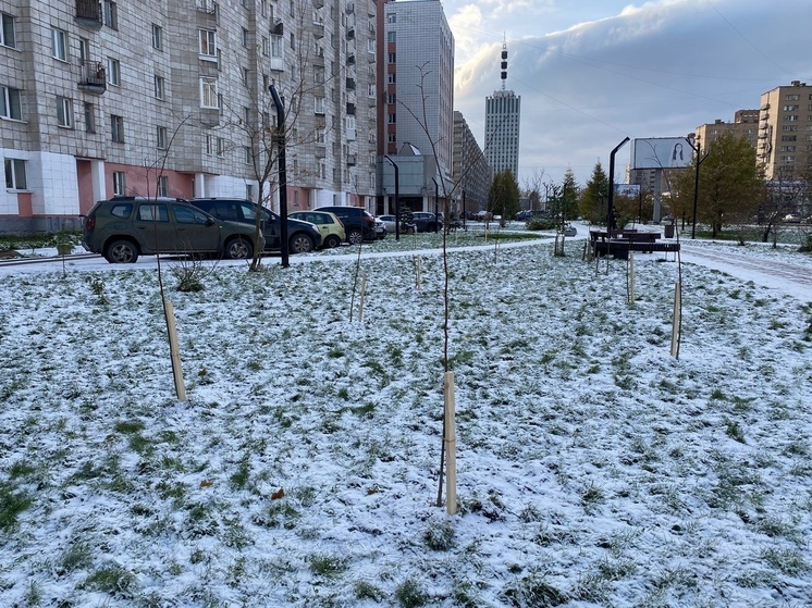 Саженцы на улице Воскресенской в Архангельске готовят к зимовке