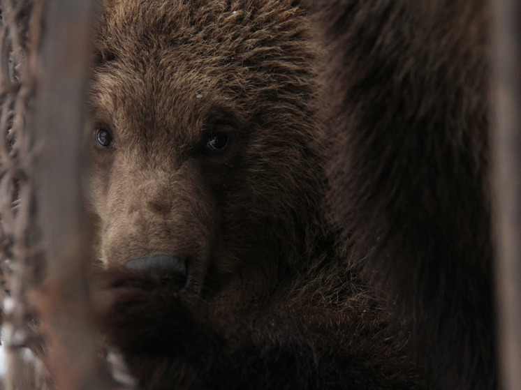 Специалисты уверены, что животное могло снова напасть на кого-нибудь