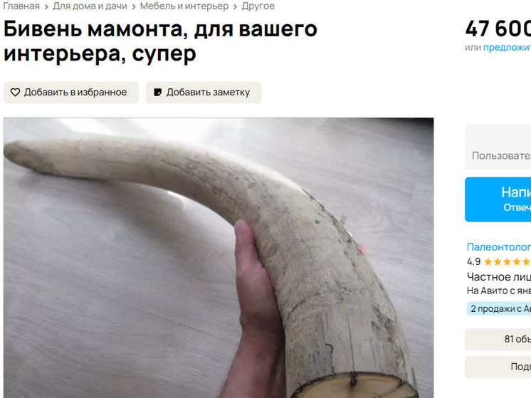  Красноярец продает бивень мамонта за 47 тысяч рублей