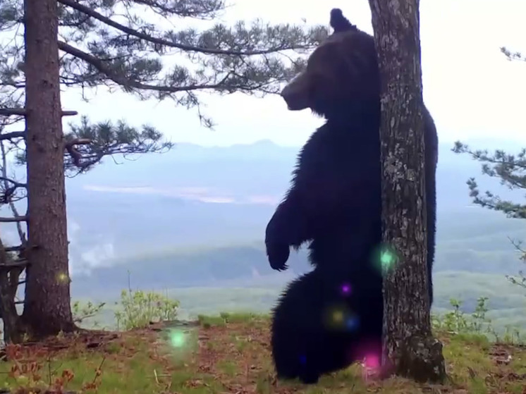 В Приморье показали танцующих медведей в национальном парке