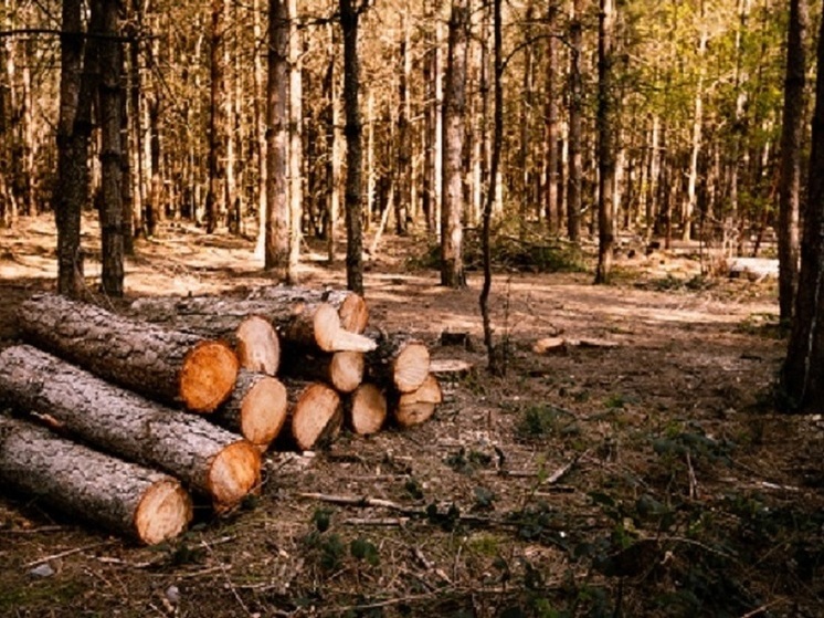 Кировская область держит позиции лидера по заготовке древесины
