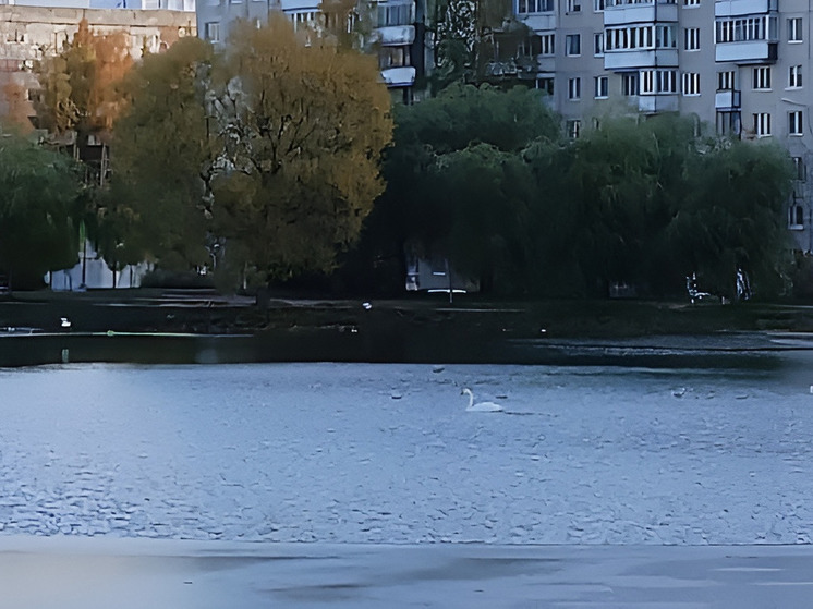 Петербуржцы заметили таинственного лебедя в саду Ивана Фомина
