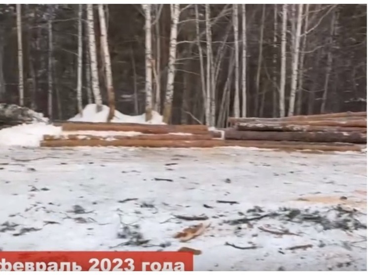 В Новосибирске возбудили дело из-за вырубки сосен в Нижней Ельцовке