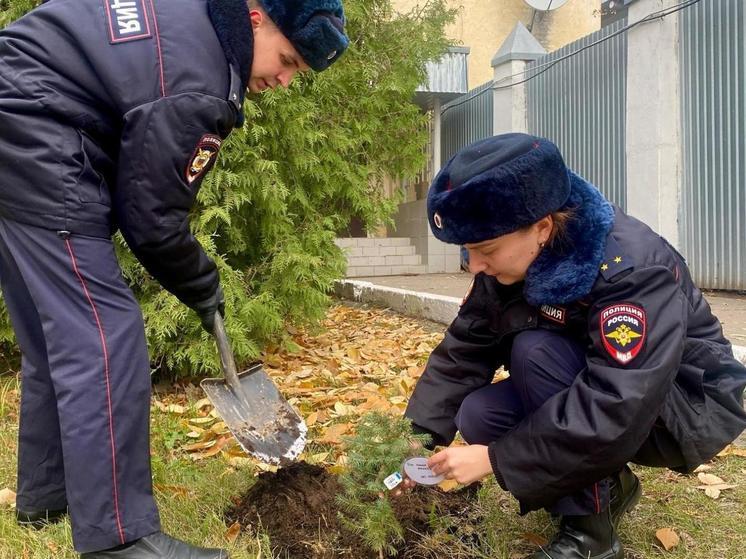 Возле отдела ГИБДД в Вологде высадили голубые ели