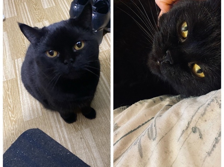 В Новосибирске перестали раздавать чёрных кошек в Хэллоуин