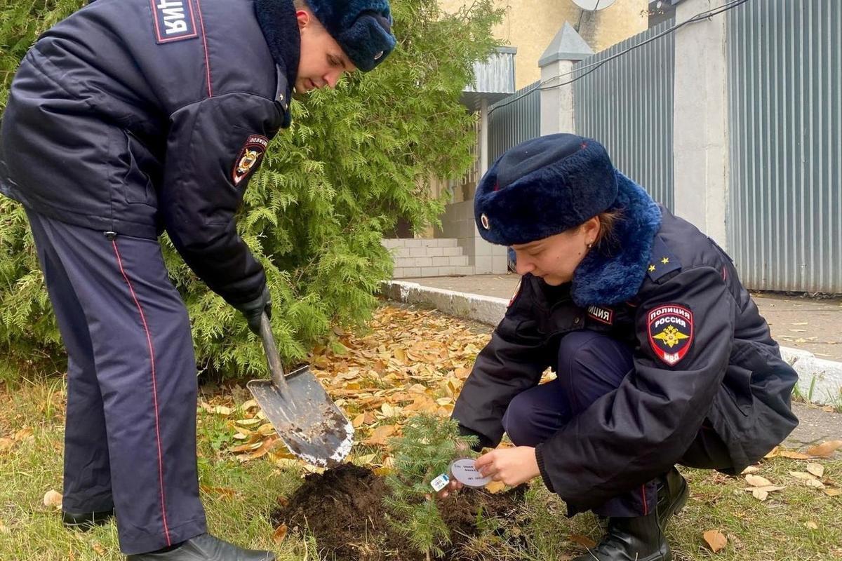 Возле отдела ГИБДД в Вологде высадили голубые ели