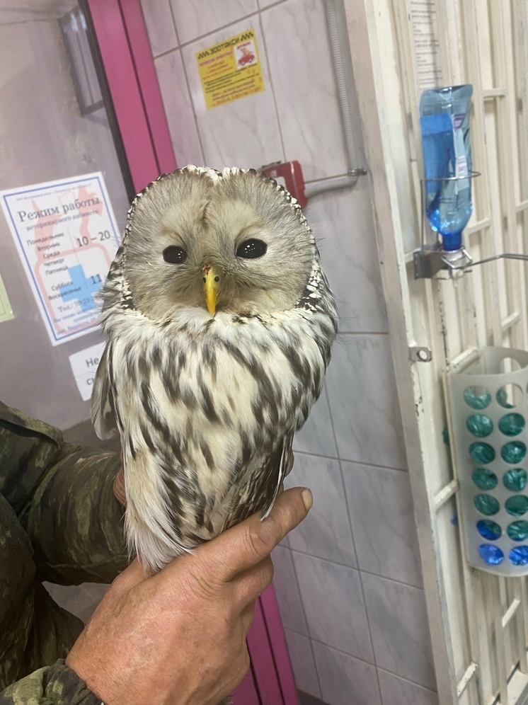 Раненую сову спасли в Петрозаводске