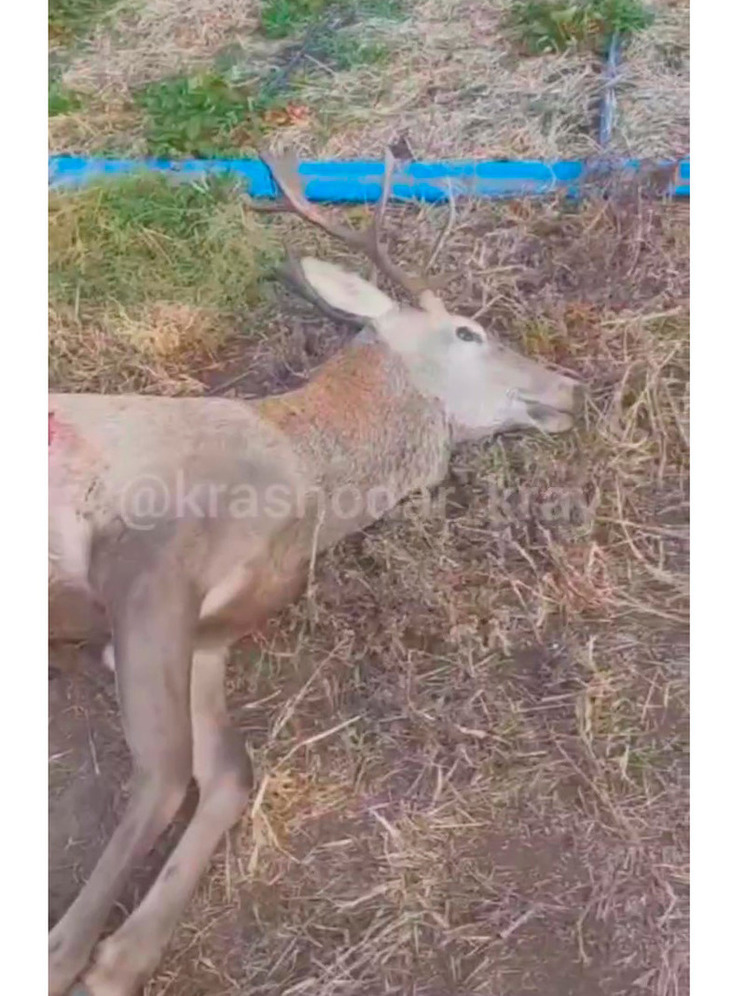 По факту убийства оленя в Кореновском районе возбуждено уголовное дело