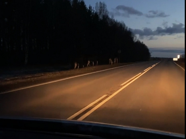 На дорогу в Горномарийском районе Марий Эл вышли четыре лося