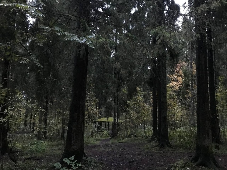 В конце сентября после иска прокуратуры в Петрозаводске было принято решение создать лесничество.