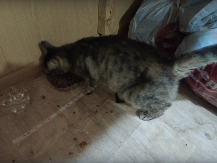 В Тверской области зооволонтеров ждала кошка на КАМАЗе